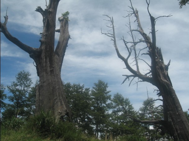 阿里山夫妻树.jpg