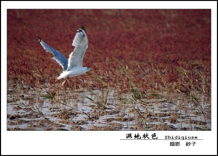 55期 秋色湿地 沙子摄.jpg