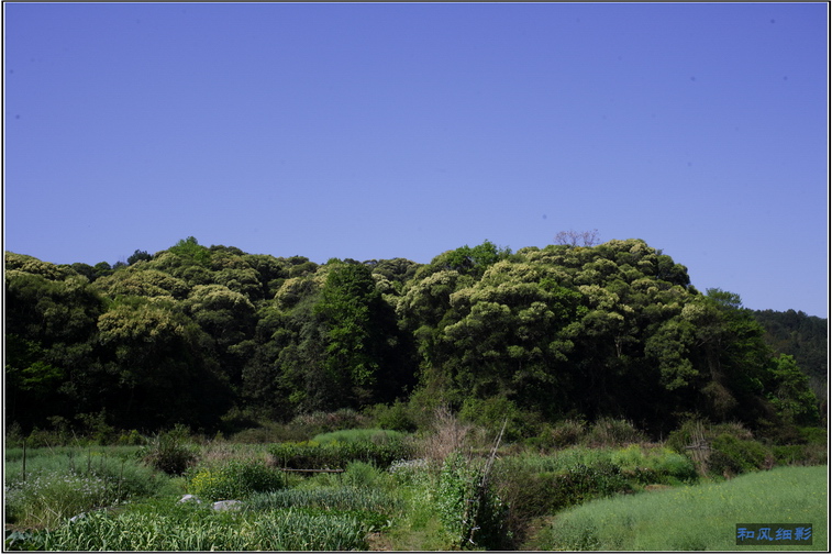 思溪延村10.JPG