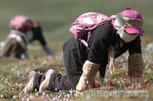 高山草甸上寻找虫草1.jpg