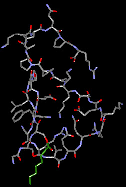 Ghrelin.jpg