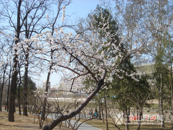 beijingchun9.jpg