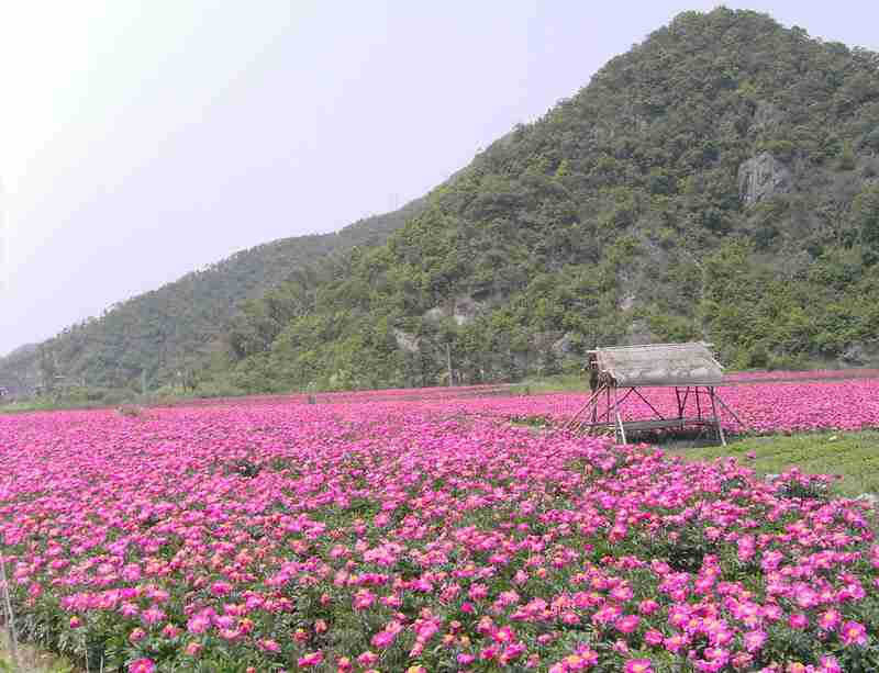 意外收获，花的海洋！.jpg