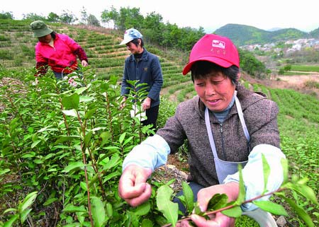 茅洋茶叶山