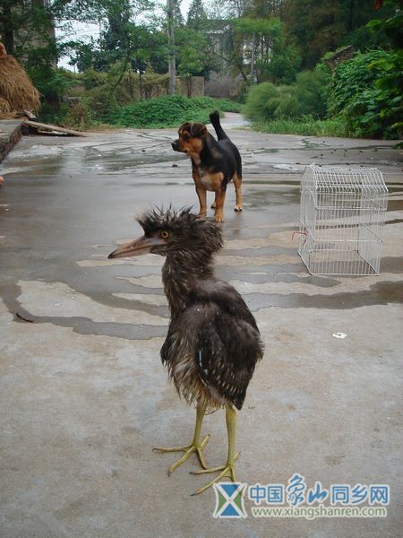 餐后散步