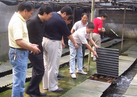 沟渠型蛙池