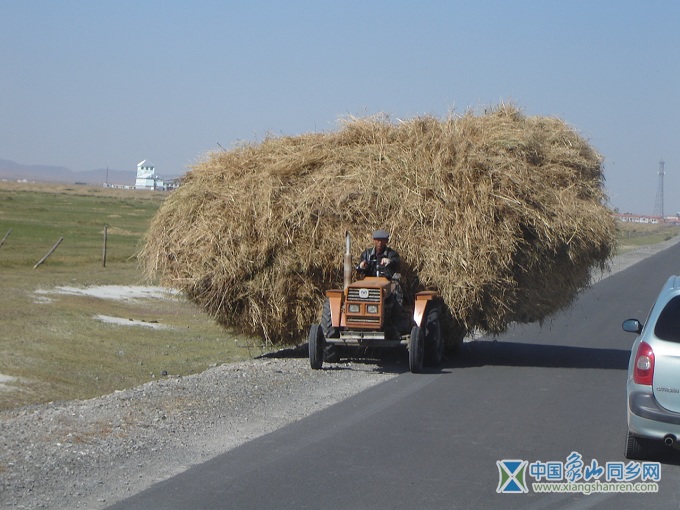 达里湖牛牛车