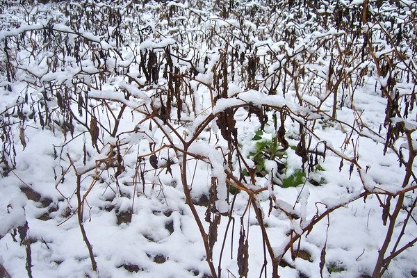 雪    地