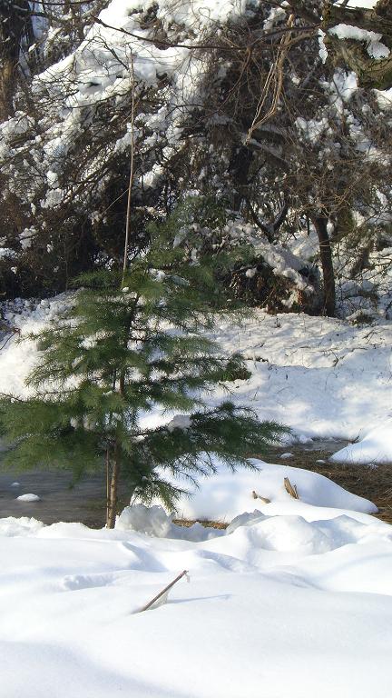 雪松二