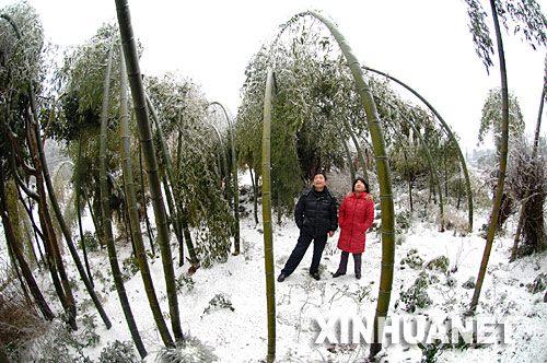 这是湖南宁乡县境内一片因冰冻不堪重负而折腰的竹林