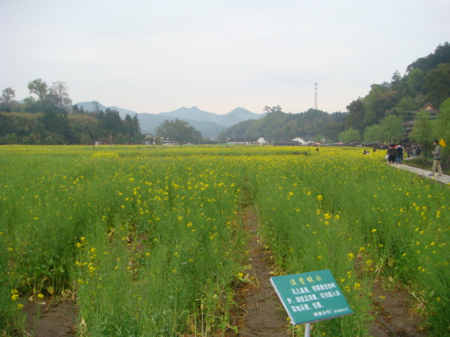 村口的油菜花