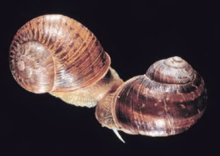 2-1-67111_snail.jpg