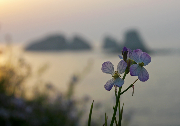 小花与五虎礁