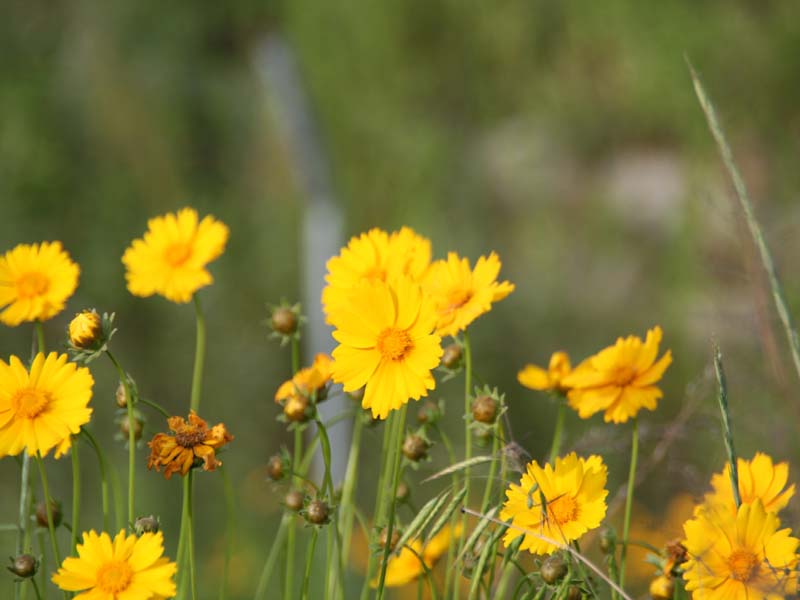 小黄花