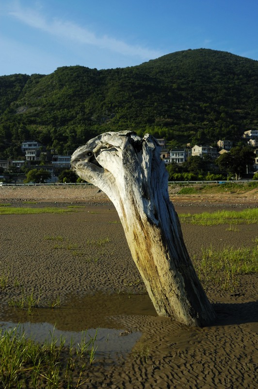 花岙_探头.jpg