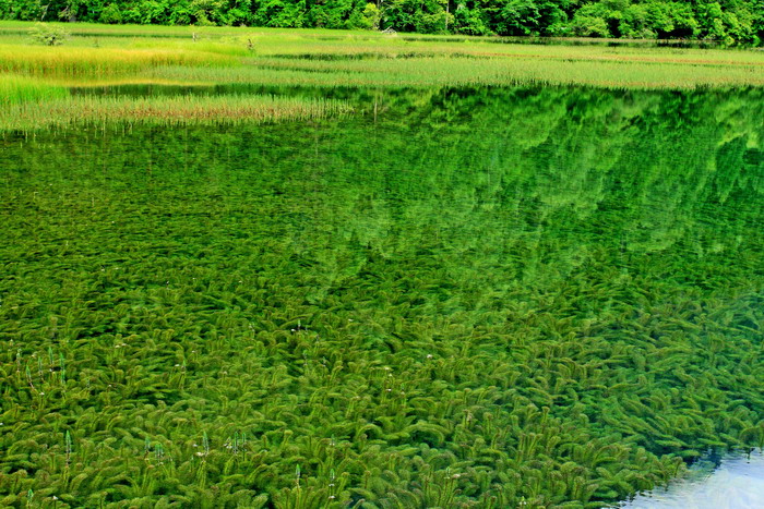 水草