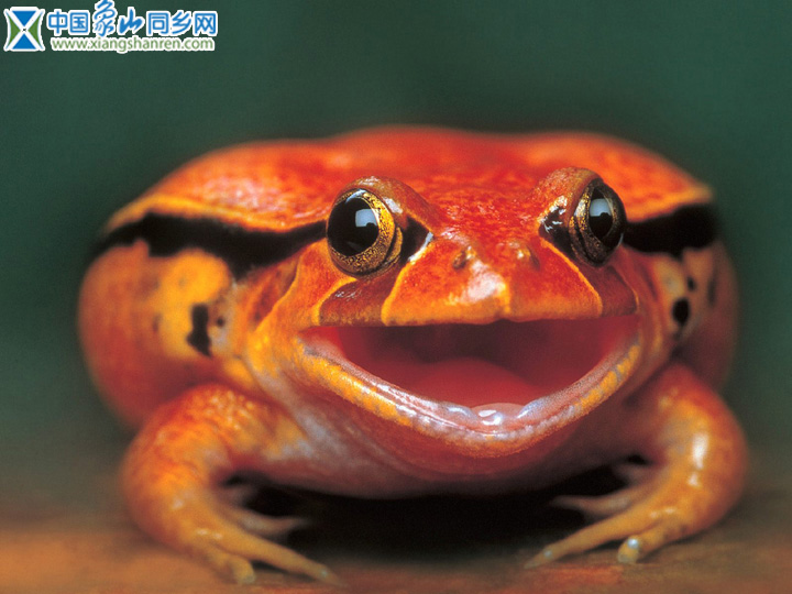 frog008.jpg