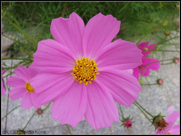 市民广场里的花朵