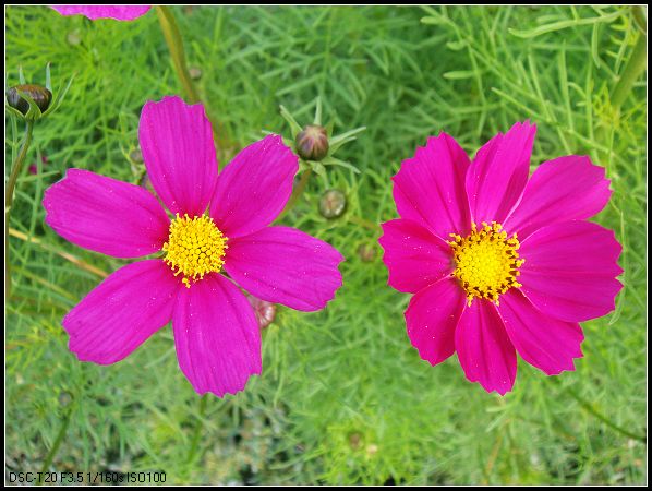 市民广场里的花朵