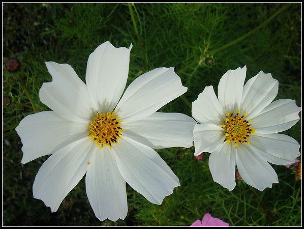 市民广场里的花朵