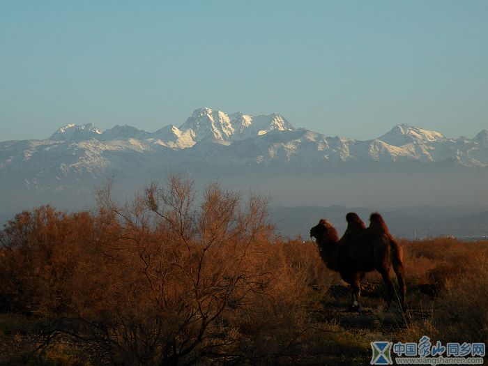 这是下来后，在阜康野外站拍的骆驼和天山