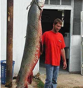  鳄雀鳝（Alligator Gar）是北美7种雀鳝鱼中最大的一种，能长到300多磅，它们主要分布在从墨西哥 ...