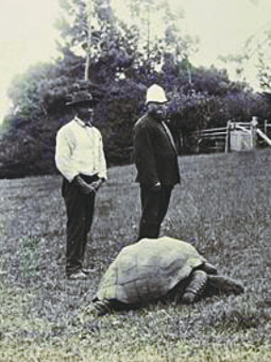 1900年为海龟乔纳森拍照片的人已作古