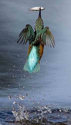 潜水捕鱼成功