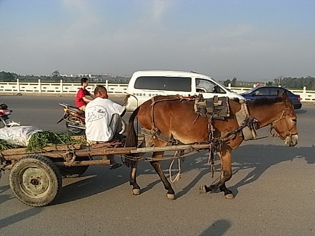 入城的骡车