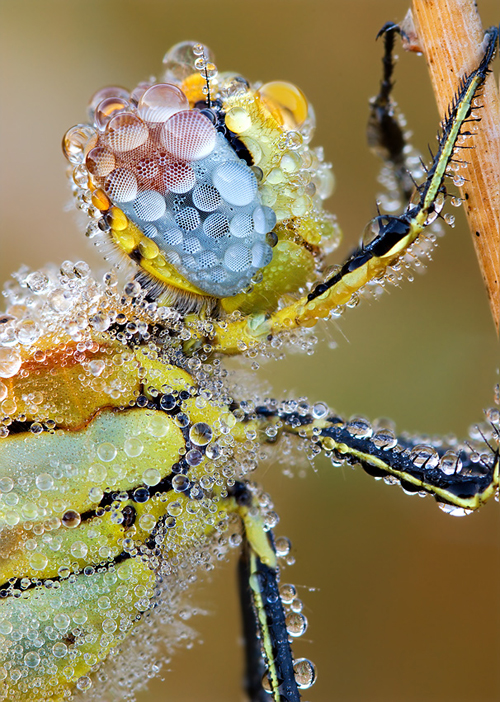 25.Red Veined Darter.jpg