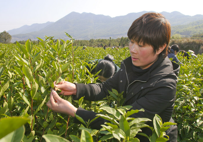 图为采茶女正在忙碌地采摘春茶。