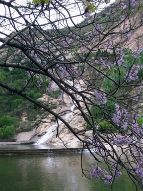 风景如花