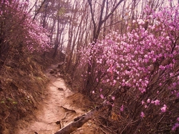 满山杜鹃花