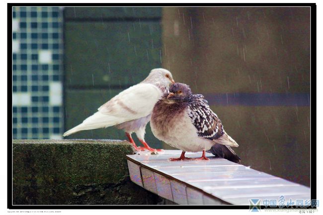 相思风雨中2.jpg