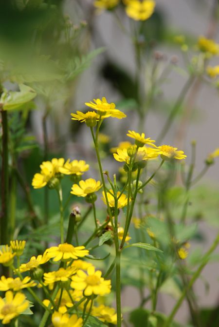 小花小草练技术。。。