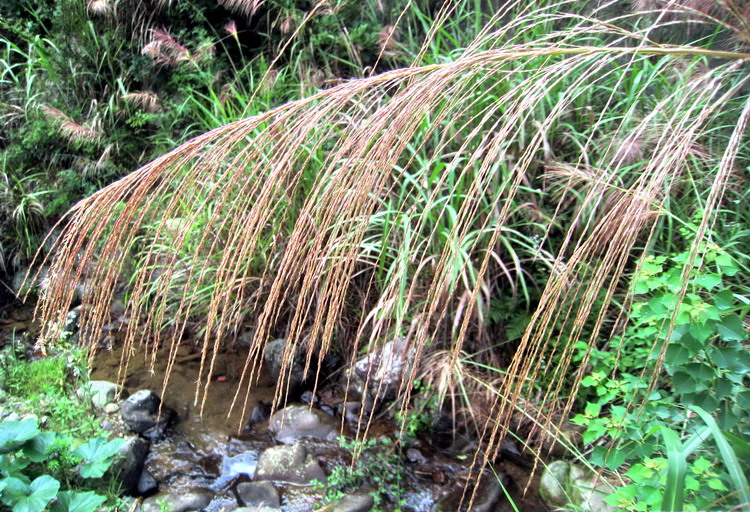 山溪流水