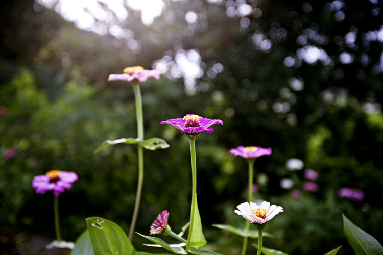 龙屿的花.jpg