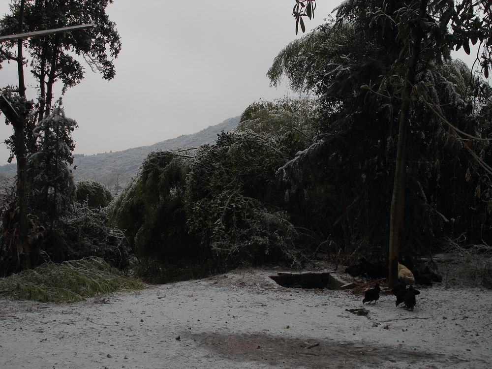 大雪压青竹.jpg