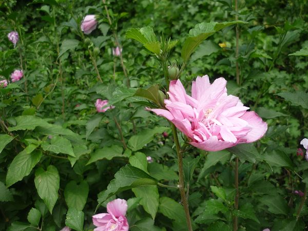 路边的野花