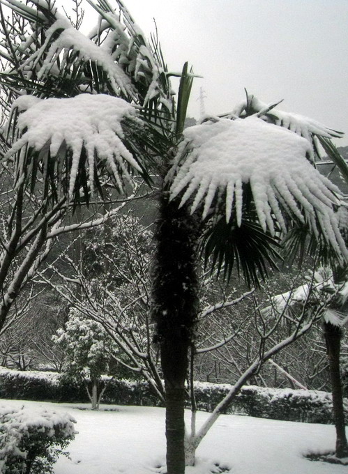 雪景