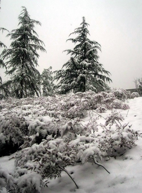 雪景