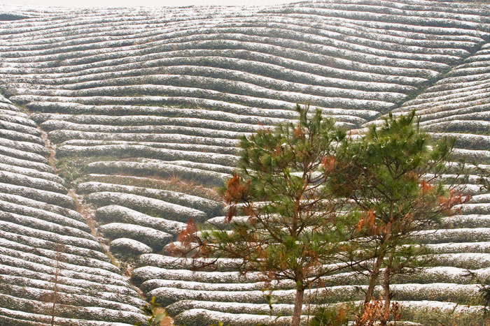 _雪中茶场.jpg