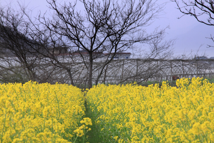 春在陇头油菜花