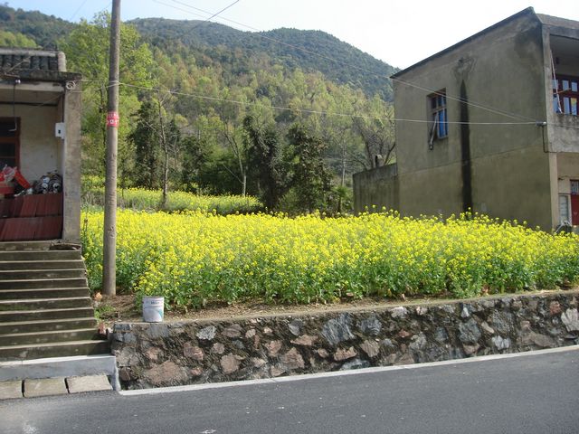 油菜花啊油菜花