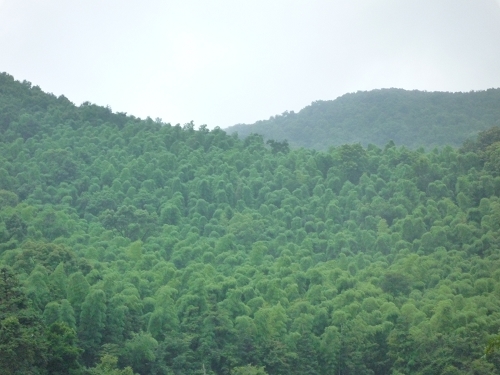 下了几天的雨，山绿得逼你的眼！