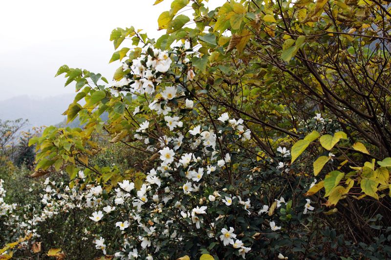 山茶花