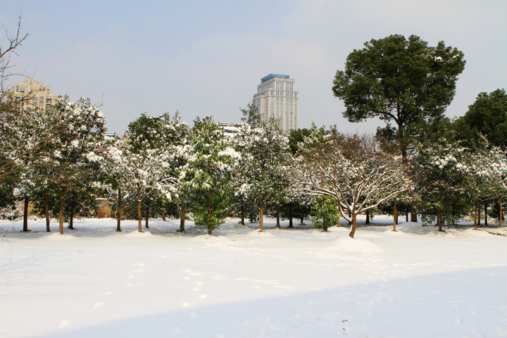 遍野瑞雪飘舞.jpg