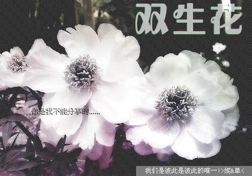 6.双生花.jpg