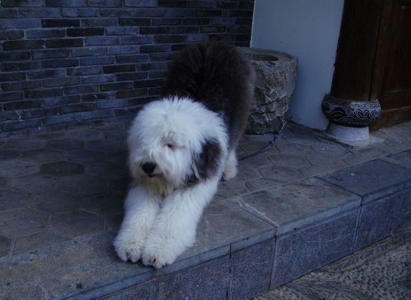 老板的爱犬--yak.jpg