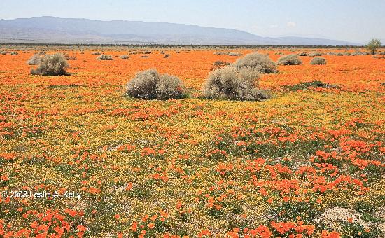 field-of-california-poppies.jpg